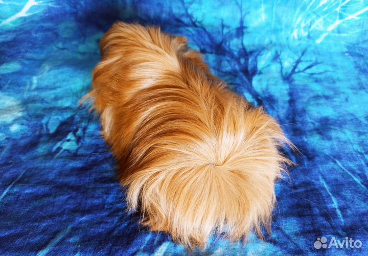 Морские свинки перуанские малыши Калифорния