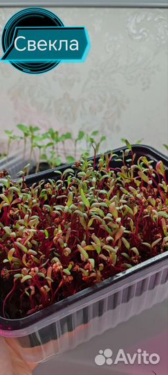 Микрозелень