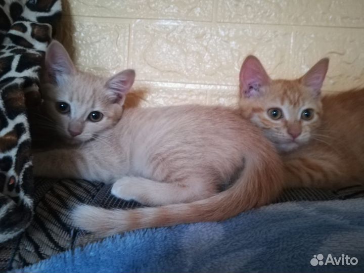 Котята в дар 2 месяца