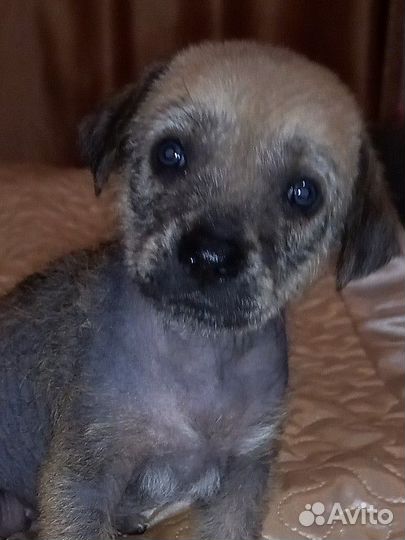 Ксолоитцкуинтли