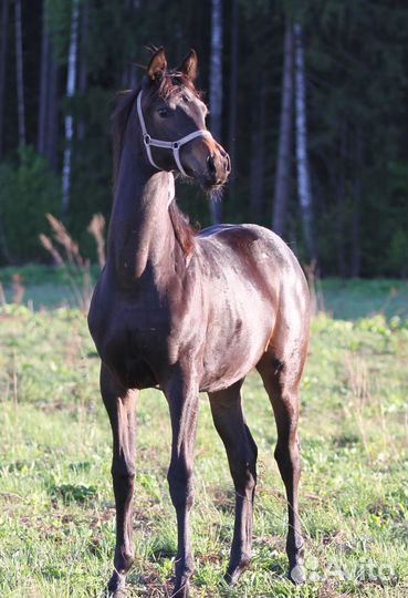 Кобылка квпн (1 год)