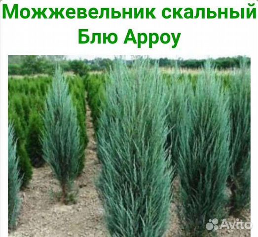 Можжевельник скальный Блю Арроу купить во Владимире | Товары для дома и ...