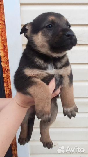 Отдам в добрые руки щенков