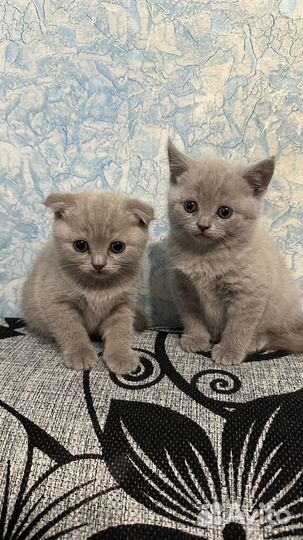 Британские котята