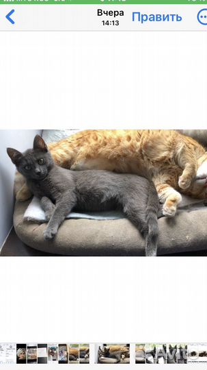 Котенок -девочка