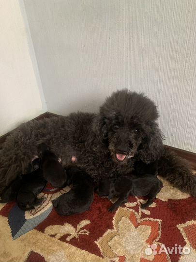 Карликовый пудель метисы