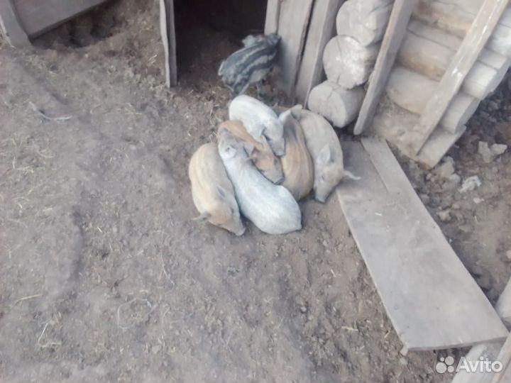 Поросята Венгерская Мангалица