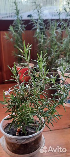 Розмарин саженцы
