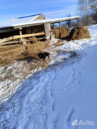 Австралийский келпи