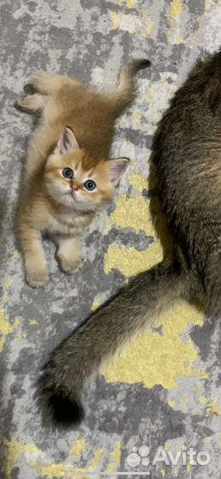 Котята золотая шиншилла