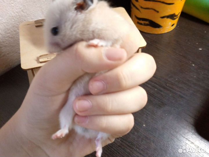 Сирийский хомяк