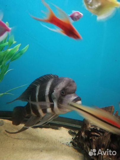 Фронтоза, мальчик