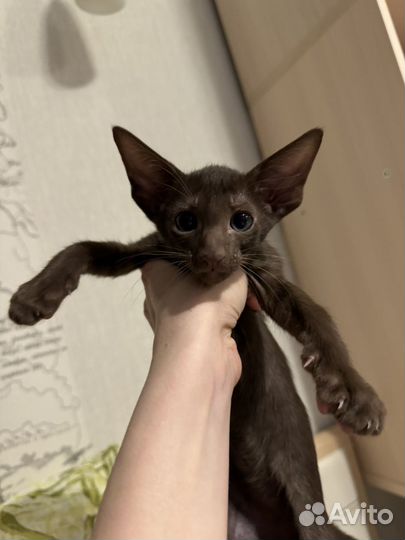 Ориентальная