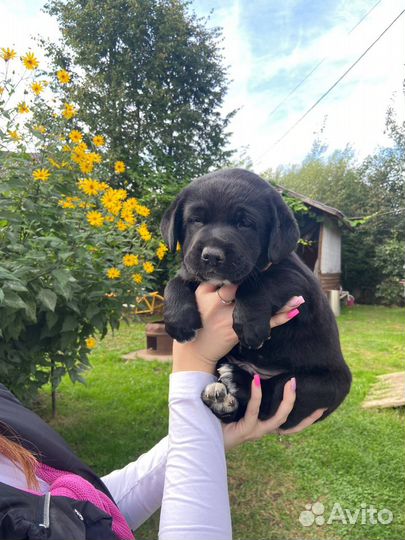 Щенки лабрадора