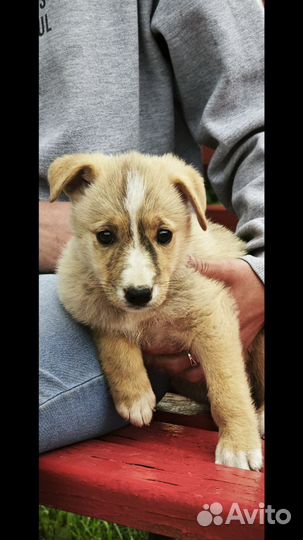 Щенок девочка в добрые руки