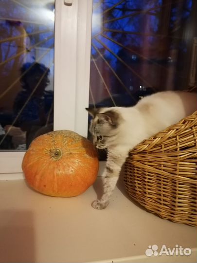 Кошка в добрые руки