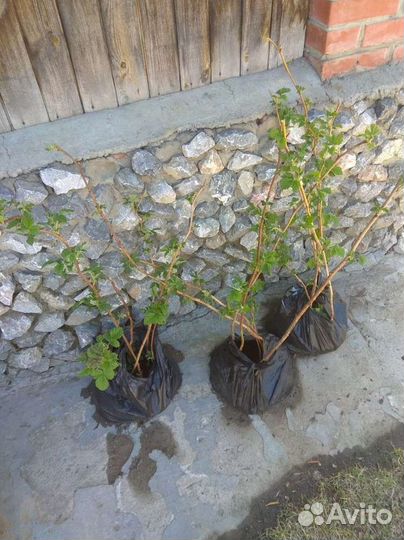 Саженцы малины