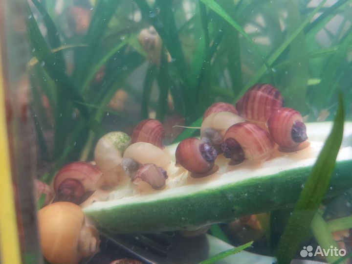 Улитка Ампулярия