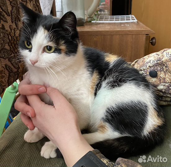 Кошка трехцветная