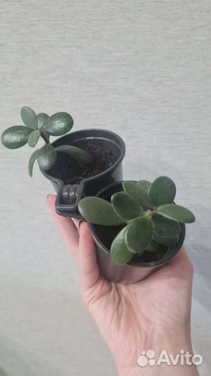 Суккуленты (кактус, толстянка, алоэ, сансевьерия)