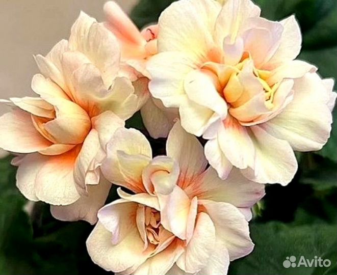 Срезы сортовых пеларгоний и укорененные черенки