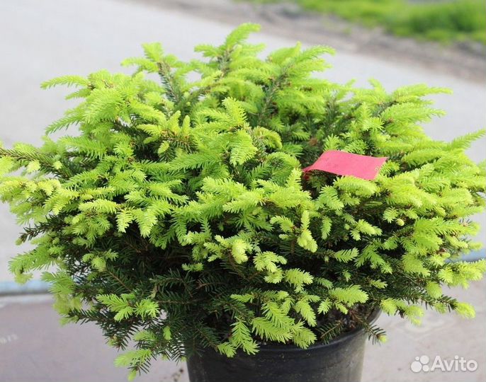 Ель Нидиформис