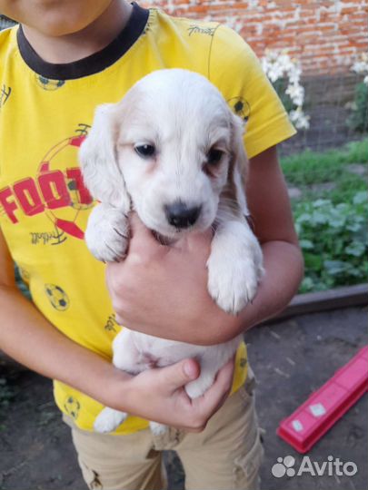 Щенки Русского охотничьего спаниеля