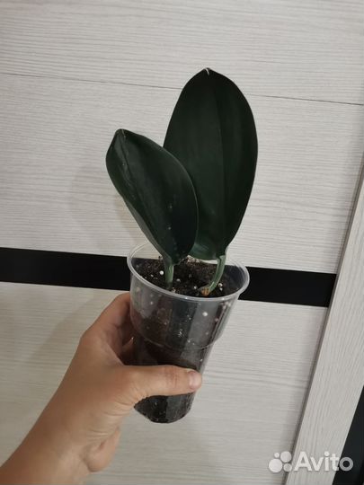 Сциндапсус Treubii Dark Form