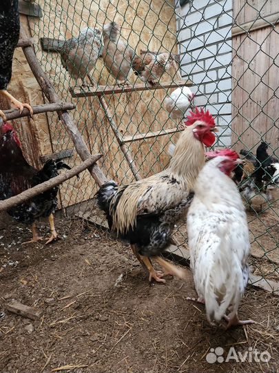 Петухи породы Ливенская ситцевая и Юрловская голос