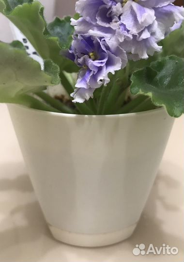 Фиалка Лилон Лила