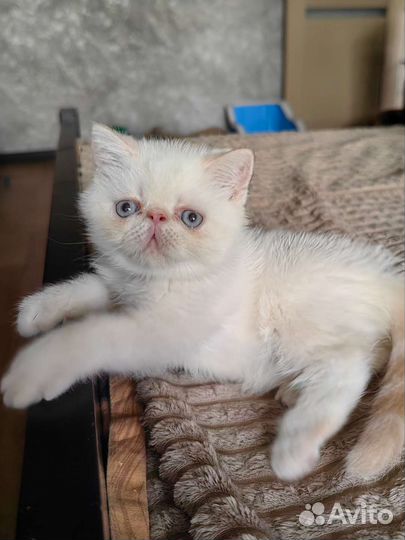Котенок
