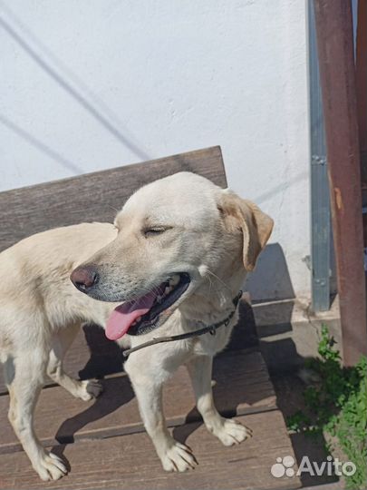 Отдам лабрадора
