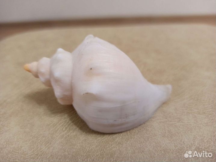 Морская раковина