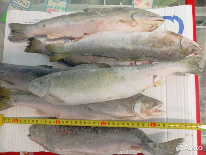 Голец н/р Камчатка