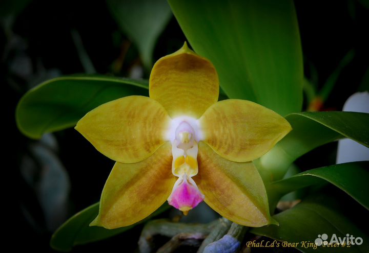 Phal. Miro Jo Gi Peter, Ohl Flame Yung Ho и др