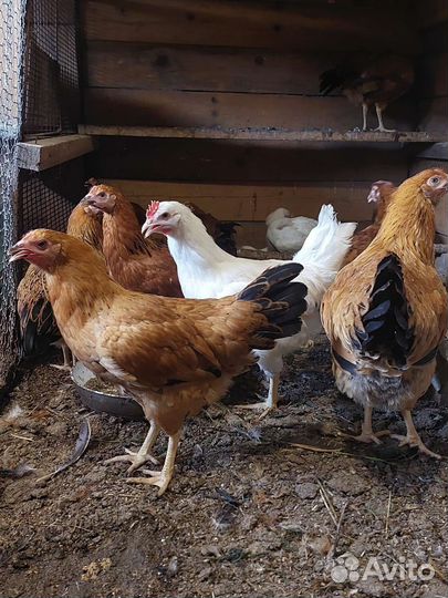 Цыплята Кучинская Юбилейная