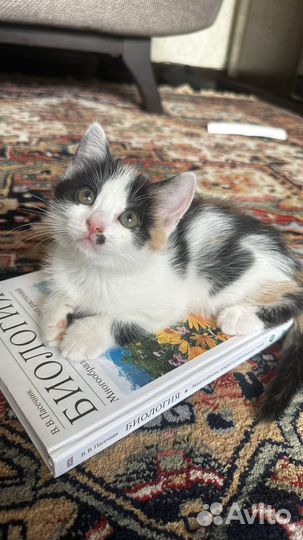 Котята бесплатно