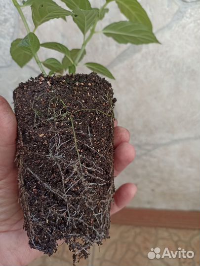 Садовые цветы и растения