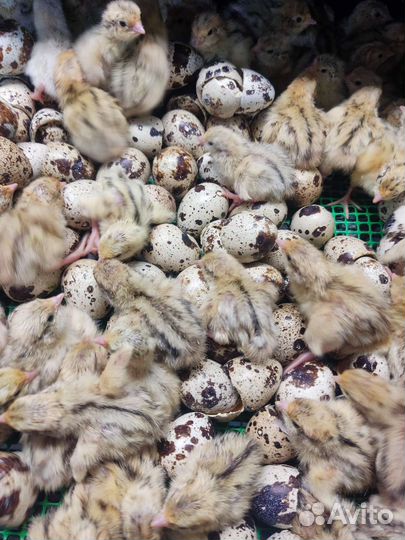 Перепела Феникс Золотистый и инкубационное яйцо