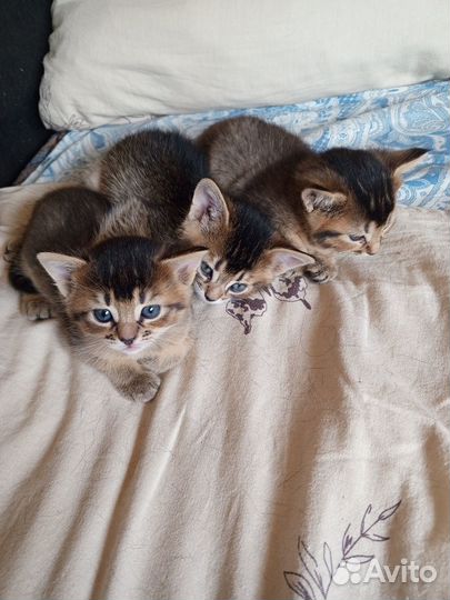 Абиссинские котята