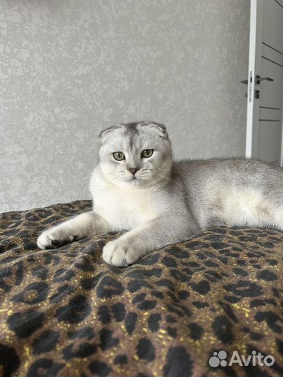 Шотладский котик