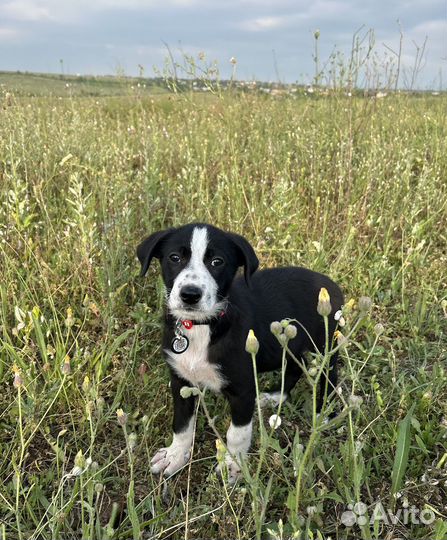 Щенок в добрые руки