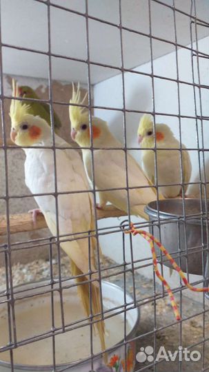 Попугаи разных видов и декоративные птицы