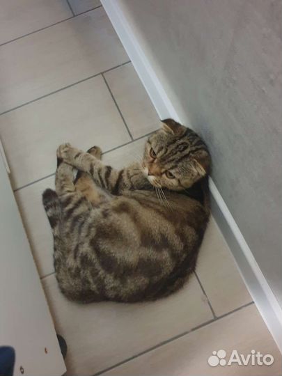 Шотландская вислоухая кошка
