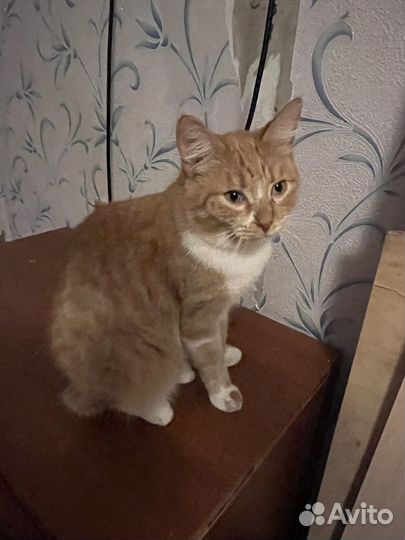 Котик в поисках дома