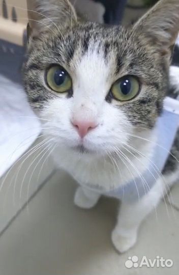 Муся (котёнок, 7-8 месяцев)