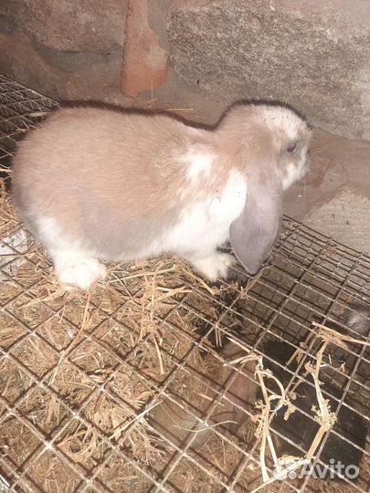 Кролики породы Французский баран