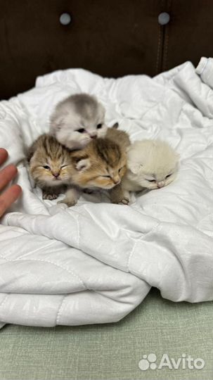 Котята