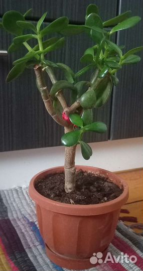 Денежное дерево:)