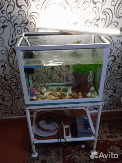 Аквариум(аквариумные рыбки,улитки ) +всё для ухода